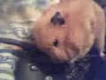 Hamster Want a Cracker? Hamster Want a Cracker?
