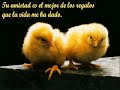 soy tu amigo - la misma gente