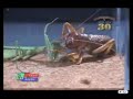 Japanese Bug Fights