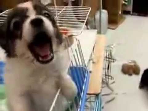 Talking dog says I want out mama Talking dog says I want out mama