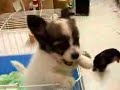 Talking Dog !!! Talking Dog !!!