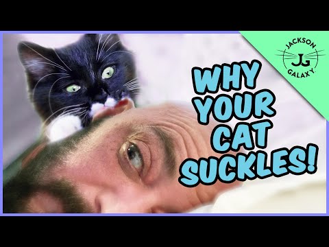 Cat Suckling: Why Do Cats Nibble on Your Earlobe, Arm, or Hair!?