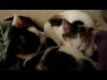 Zelda suckling her sister. Zelda suckling her sister.