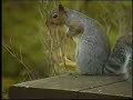 i used to work at a garden shop... this is a promotional video sent to us by some company that makes birdfeeders that are supposedly squirrel-proof... don't know if the prodtuct is any good, but the ad is hilarious.