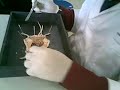 RAT.. RAT..