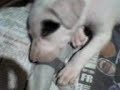 puppy