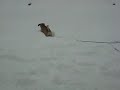 Phinn in the Snow