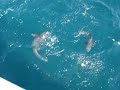 Fishing for Cobia Fishing for Cobia
