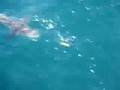 YouTube - Fishing for Cobia