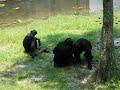 bonobos-chimpancs-y-humanos.html
