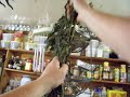 Nancy Today: Harvest, dry and store nettles-nutritious green
