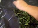 Nancy Today: Harvest, dry and store nettles-nutritious green