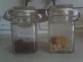 Rice Hado Experiment Masaru Emoto