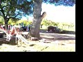 OAK TREE FELLING