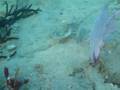 videos de Fish, fish and mo'fish