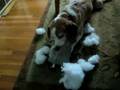 The beagle has made his choice.