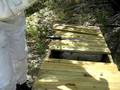 Top Bar Beehive Inspection Part 2 of 2