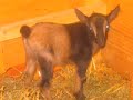 My Animals
