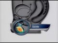 aparato reproductor masculino