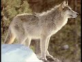 wolves.html