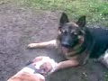 german shepherd - aussie bulldog german shepherd - aussie bulldog