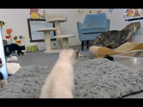 Play YouTube video