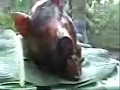 Lichon Baboy in Babok