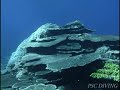 ???????

???????????????????????????????????????????????????????????????????? (coral)??????

?????????1996?????????????????????????????????????????????????