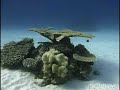 ???????

???????????????????????????????????????????????????????????????????? (coral)??????

?????????1996?????????????????????????????????????????????????