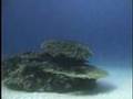 Japanese atoll(奄美大島のサンゴ）