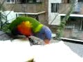 burung atas tangan #3