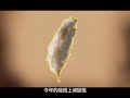 ISIC promo video (Taiwan) ??????????? ISIC promo video (Taiwan) ???????????