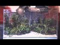 Amano aquascapes in 2 Minutes Amano aquascapes in 2 Minutes