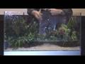 Amano aquascapes in 2 Minutes