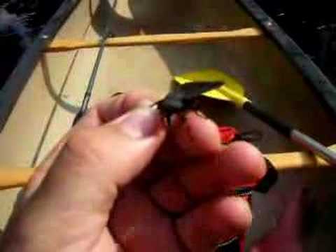 Giant Horsefly (Tabanus atratus)
