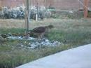 Hawk Eating Dove
