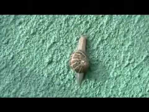 Epic Snail