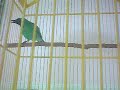 Bird song - Cucak ijo asoi...