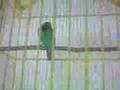 Bird song - Cucak ijo asoi...
