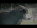 Reaktor vs Cows Reaktor vs Cows