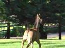 QR Marc Filly 2008 Out of El Shaklan Daughter