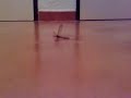 Mosquitos enormes