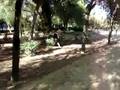 videos de El Señor Zurullo (Después de la borrachera)