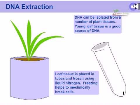 how to isolate dna from cells