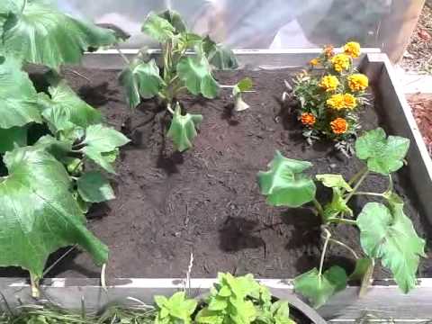 how to cut zucchini off the vine