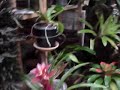 orquideas y bromelias depredacion