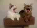 Re: FUNNIEST Mean Kitty Picture EVER!!!