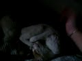 blanqui   peter