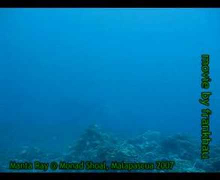Manta Ray at Monad Shoal