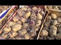 Видео - Высокий урожай картофеля, способ выращивания.